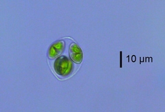 Oocystis parva
