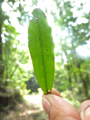 Erythroxylum obtusifolium