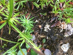 Chrysanthemum integrifolium