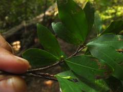 Erythroxylum obtusifolium