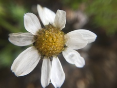 Chrysanthemum integrifolium