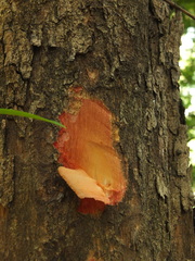 Erythroxylum obtusifolium