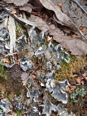Peltigera extenuata