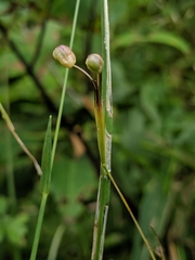 Sisyrinchium strictum