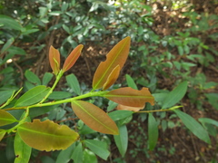 Erythroxylum obtusifolium