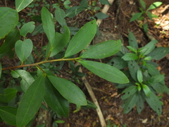 Erythroxylum obtusifolium
