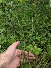 Sisyrinchium strictum