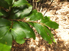 Erythroxylum obtusifolium
