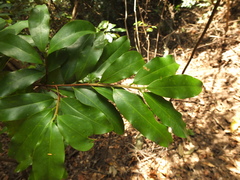 Erythroxylum obtusifolium