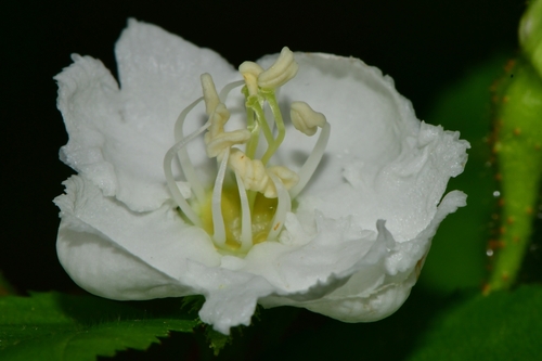 Valley Head Hawthorn (Crataegus austromontana)