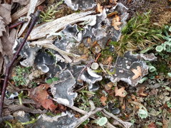 Peltigera extenuata