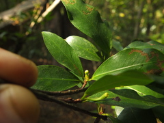 Erythroxylum obtusifolium