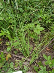 Sisyrinchium strictum