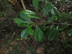 Eugenia calcadensis