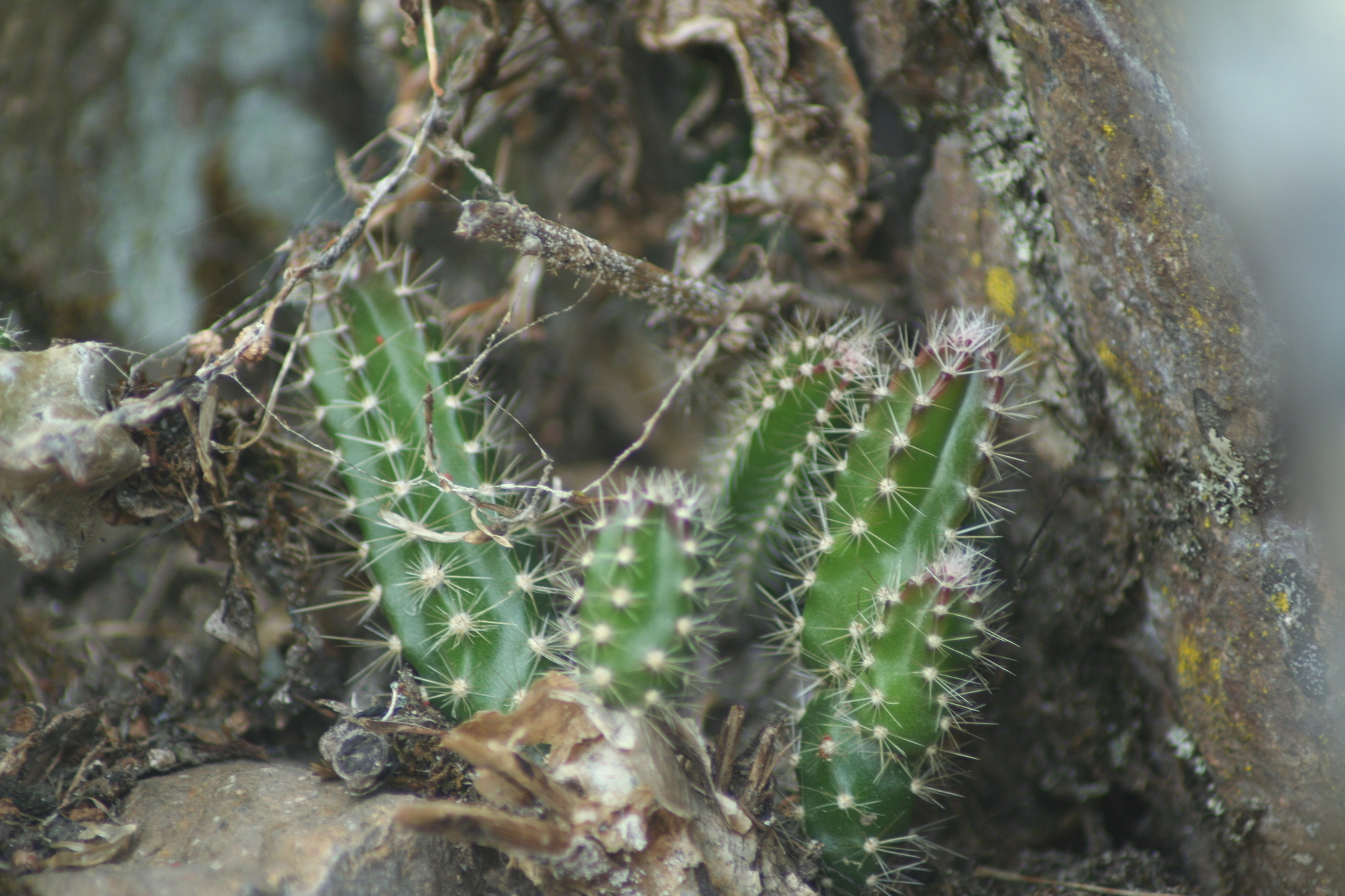 Selenicereus atropilosus