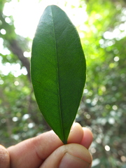 Eugenia calcadensis