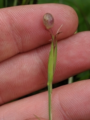 Sisyrinchium strictum