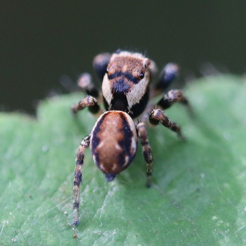 Blizgantysis Musėgaudis nuotrauka