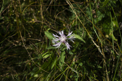 Centaurea oxylepis