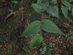 Eugenia singampattiana