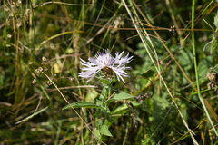 Centaurea oxylepis