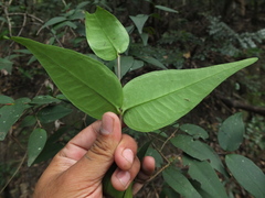 Eugenia singampattiana