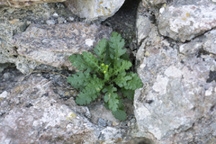 Senecio squalidus rupestris