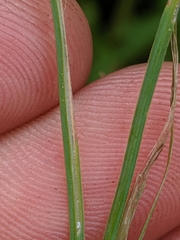 Sisyrinchium strictum