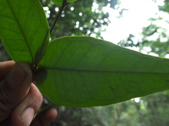 Eugenia singampattiana