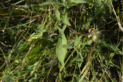 Centaurea oxylepis
