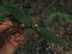 Eugenia singampattiana