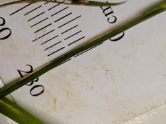 Sisyrinchium strictum