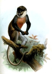 White-Throated Guenon photo 2