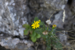 Senecio squalidus rupestris