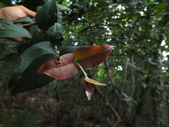 Eugenia singampattiana