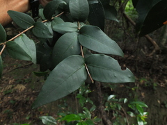 Eugenia singampattiana