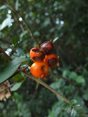 Eugenia singampattiana