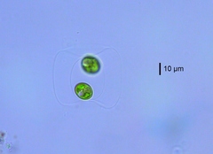Oocystis