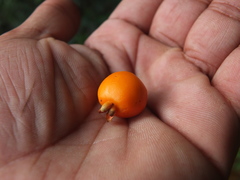 Eugenia singampattiana