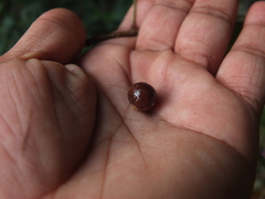 Eugenia singampattiana