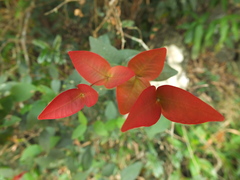 Eugenia singampattiana