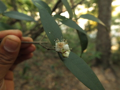 Eugenia singampattiana