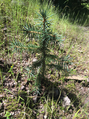 Picea chihuahuana