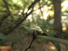 Eugenia singampattiana
