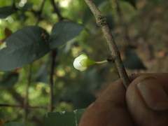 Eugenia singampattiana