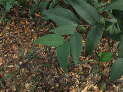 Eugenia singampattiana