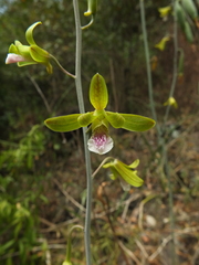 Eulophia epidendraea