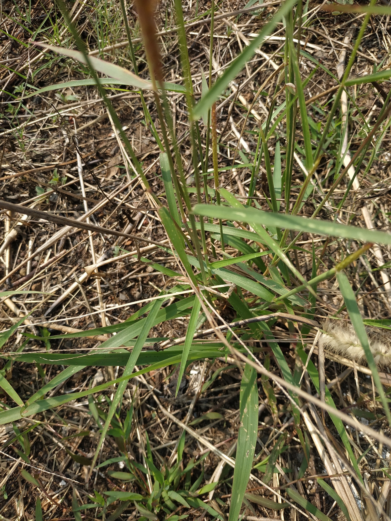 Cenchrus setosus — ảnh 3
