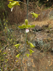 Eulophia epidendraea