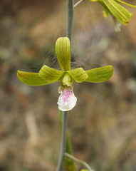 Eulophia epidendraea